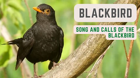 Song and calls of the Blackbird - Beautiful bird song - BirdSongUniverse