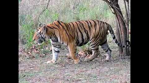 bangal tiger