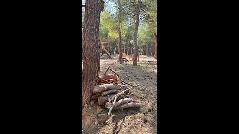 EU energy crisis symptoms: Residents of Athens distributed free firewood from the park