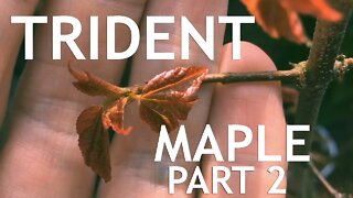 Trident Maple Nursery Stock, part 2