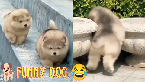 Dog funny video 🐕 Animal's cute video 🤍Hilarious pet videos 🤍 Dog is perfect natural comedian😅