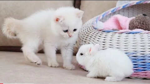White kitten and white tiny bunnies | It's so Сute!