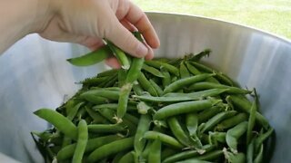 Harvesting & Preserving Peas