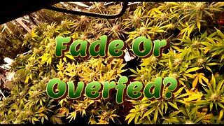 Week 10 Auto Flower Grow (Fade Or Overfed?) [Fox Farm, Mephisto, Ethos]