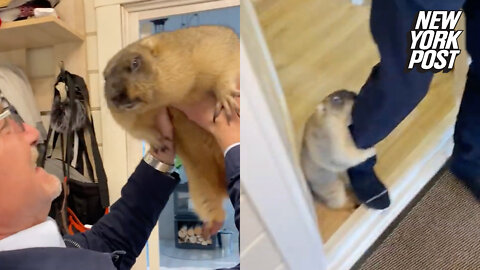Frisky groundhog appears to hump owner's leg