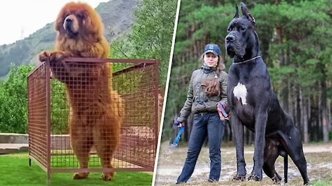 🐕 Biggest Guard Dogs - TOP 10 Biggest Guard Dogs In The World!