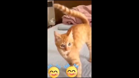 funniest_ cats_and_dog_Chicken amazing_🤣🤣🤣🙈