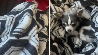 Crazy doggy hides deep under the covers