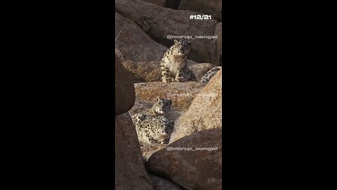 I saw 3 Snow Leopards up in Ladakh