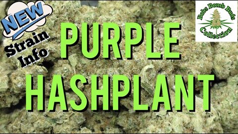 Purple Hashplant