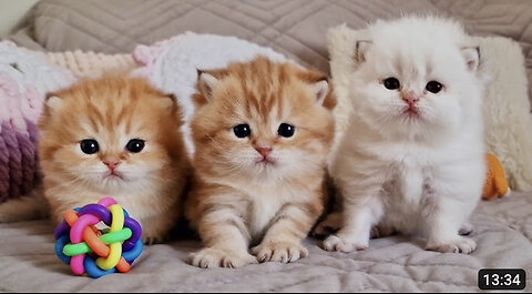 These three fluffy Antidepressants you need to take ASAP! 😻 Cute kittens