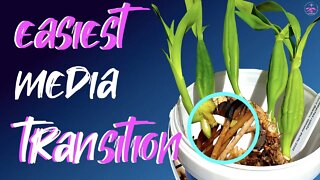 Easiest Media Transition for orchids | Timing | Tips for all media | Prosthechea radiata #DanaMosanu