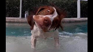 Dog loves to Free Dive