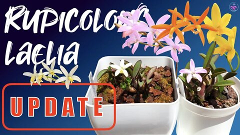 Rupicolous Laelia Update | Summer Bloomers | Summer Care Tips #rescues #newgrowth #roots #blooms