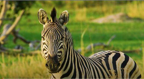 Zebra Notices the Photographer