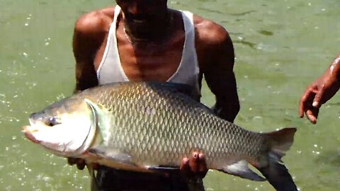 Large pangasius fish catching by pond | Big fish | Amazing fishing video