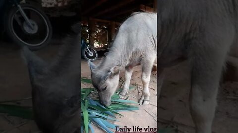 cute baby buffalo