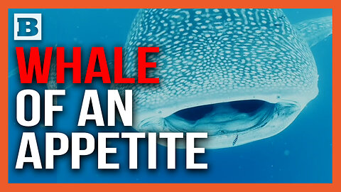 WHALE OF AN APPETITE! Giant Whale Shark CHOWS Down