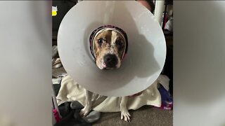 Dog 'intentionally' set on fire, MKE Area Domestic Animal Control Commission shares updates on her condition