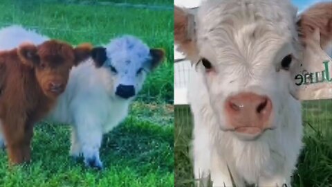 World's Most Cutest Cow 🐄 Ever ❤️😍 Funny Animals! Cute Animals !Huge Newfoundland meets tiny Ragdoll kitten