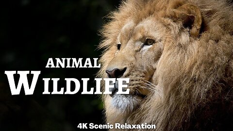 Animal Wildlife 4K - Relaxation Film With Calming Music 4KVideo