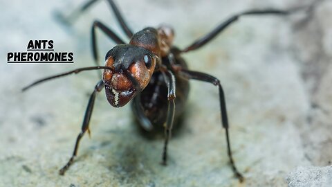 Why Do Ants Use Pheromones I Ants Pheromones