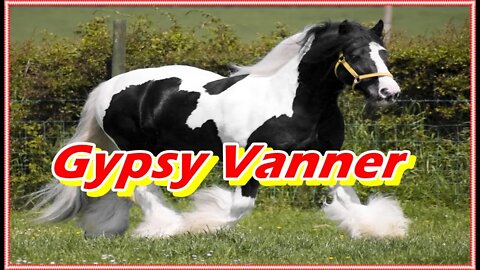 Gypsy Vanner ou cavalo cigano