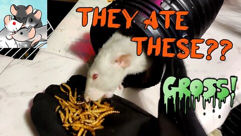 Do They EAT Dried MAGGOTS?? Super Worm Snacks for Rats! #118 #cute #rumble #animals #pets