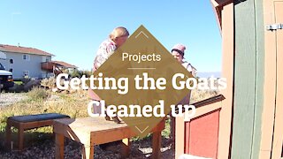 Projects, Projects, Projects ~ Getting the Goats cleaned up.