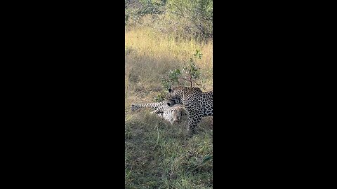 2 leopard fight! Must see! Filmed in South Africa