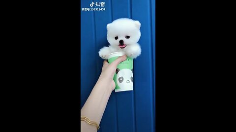 Tik Tok Puppies 🐶 Cute and Funny Dog Videos Compilation