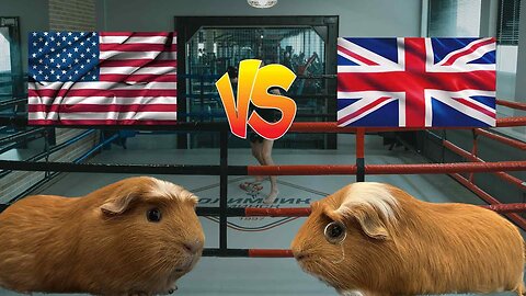 Guinea pig roast battle￼ USA vs UK