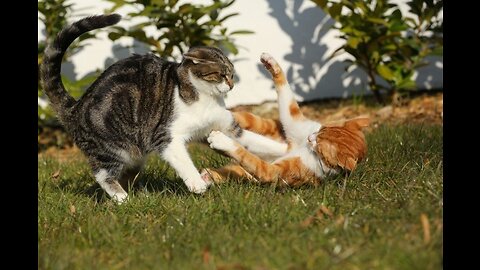 beautiful vedios of Bloody street fighting of cats