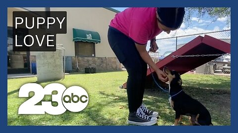 Bakersfield SPCA day camp teaches kids about responsible pet ownership