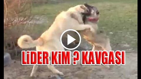 Young Kangal Shepherd Dogs Vs