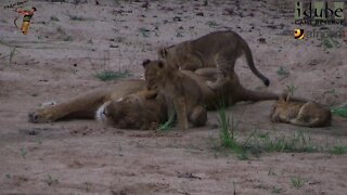 LIONS: Following The Pride 13: Relaxing