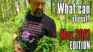 Wild Edible Plant Update - May 2021! | What can you eat? Learn about your land!