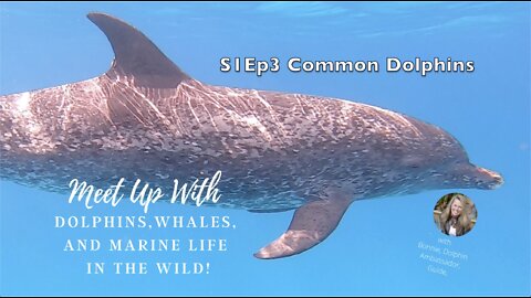 S1 Ep 3 Meet Up With Dolphins, Whales, And Marine Life In The Wild! - Common Dolphins