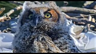 An Owlet Super Close-up 🦉 4/1/22 17:44