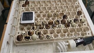 Will this hack work for my broken incubator with quail eggs part 1 DIY