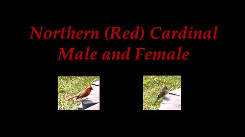 Northern (Red) Cardinal Pair enjoying Cheerios