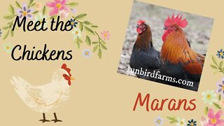 Meet the Chickens: Marans