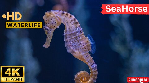 SEAHORSE VIDEOS WITH MUSIC WILDLIFE ll Epic Fail ll