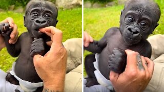 Zookeeper shows 2-month-old silverback baby gorilla getting stronger