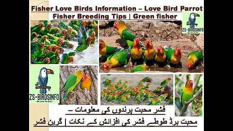 Fisher Bird Pair-Fischer Love Bird Plan-Love Bird setup-breeding Guideفشر برڈ -بریڈنگ گائیڈ