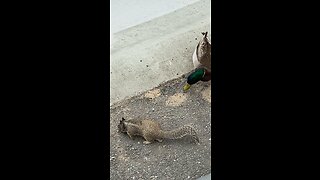 Squirrel Eats Birds Seed Alongside With The Ducks 🦆 🐿️