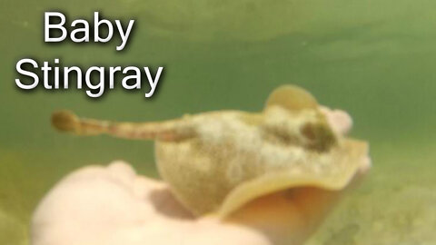 Baby Stingray #shorts