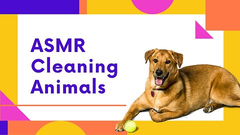 ASMR Cleaning Animals