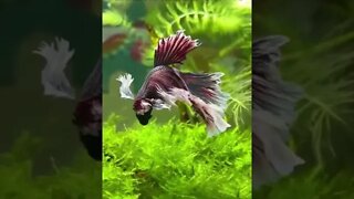 LINDO PEIXE COLORIDO #shorts #planetaanimalshorts #animals