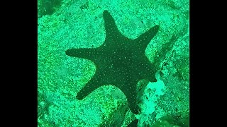 Scientists find mutated starfish with six arms in Galapagos Islands
